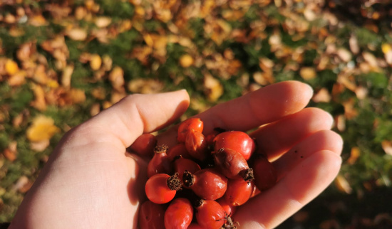Die Hagebutte - späte Schätze des Herbstes Foto: Julia Langer