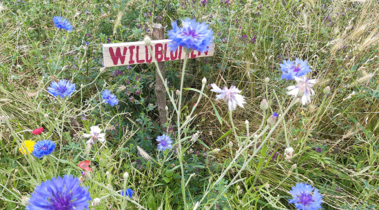 Foto: Vera Hickethier