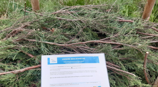 Unsere Benjeshecke wächst Foto: Katrin Schroeder