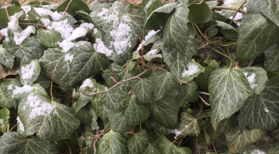 Efeu Foto: Katrin Schroeder