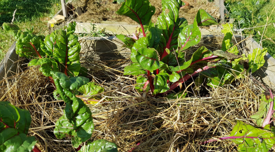 gemulchte Beete Foto: Katrin Schroeder