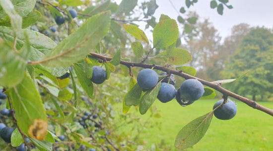 Die Schlehe - dornenreiche Schönheit Foto: Julia Langer