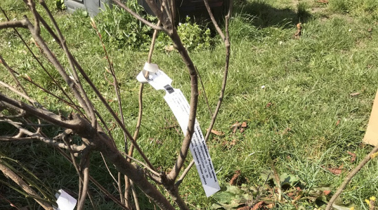 Wildobststräucher Foto: Katrin Schroeder