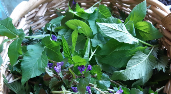 Gesammelte essbare Pflanzen: Gundermann und Giersch Foto: Katrin Schroeder