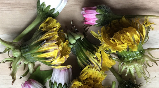 Gänseblümchen und Löwenzahn Foto: Katrin Schroeder