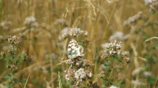 Schachbrett an wildem Majoran Foto: Katrin Schroeder