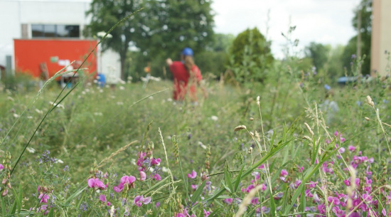 Unsere Schmetterlingswiese Foto: Katrin Schroeder