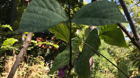Stangenbohnen unter Trockenstress Foto: Kim Funck