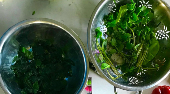 Wildkräuter - Mitmachküche im NABU Zukunftsgarten Foto: Kim Funck